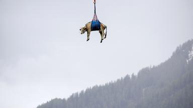 Wegen Felsabbrüchen wird ein Kuh hängend unter einem Hubschrauber aus Schweizer Bergdorf Blatten evakuiert