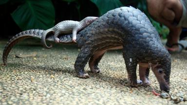 Ein Pangolin trägt sein Junges durch die Nacht – zwei Generationen, bedroht von einem Artensterben, das kaum jemand wahrnimmt.