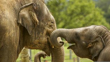 Ein Elefantenbaby steht neben seiner Mutter – Symbol für den bedrohten Artenreichtum, den das Washingtoner Artenschutzabkommen seit 50 Jahren schützt.