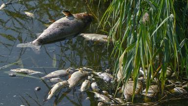 Tote Fische treiben an der Wasseroberfläche eines aufgeheizten Sees – sichtbare Folgen der steigenden Wassertemperaturen durch die Hitze.