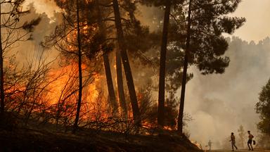Flammen lodern in einem Wald – Symbol für die wachsende Bedrohung durch Waldbrände und die Notwendigkeit neuer Präventionsstrategien