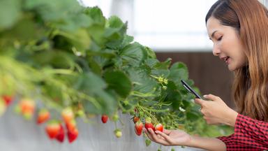 Frau hält ihr Smartphone auf Erdbeerpflanze