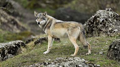 Ein Europäischer Wolf (Canis lupus lupus) steht auf Wiese zwischen Felsen in den Schweizer Bergen. 