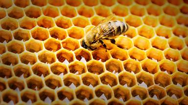 Bienen sind ein arbeitsames Volk. Mit Infrarotkameras und KI blicken Grazer Wissenschaftler erstmals tief ins Innere eines Bienenstocks – und entdecken, wie die Königin schläft, regiert und ihre Untertanen steuert