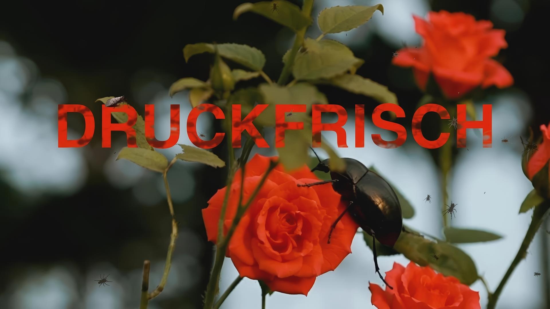 Rosen an einem Strauch. Darüber die Druckfrisch-Typo.