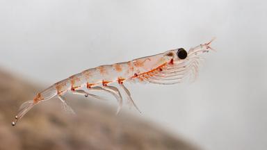 Der Krill, ein winziges Krebstier, ist die Grundlage des antarktischen Nahrungsnetzes – bedroht durch Fischerei und Klimawandel.“