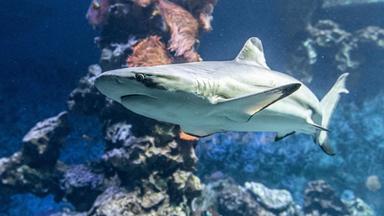 Haie - wie hier im Ozean zu sehen, verschwinden, Reptilien und Pflanzen werden geschmuggelt. Die CITES-Konferenz in Usbekistan kämpft für Artenschutz.