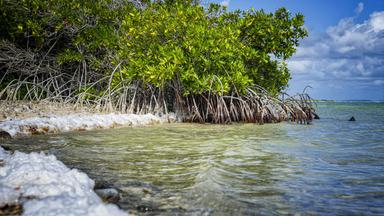 Das Urteil ist gefallen: Bonaire hat gegen die Niederlande gewonnen und verlangt jetzt konkreten Klimaschutz. ( Bild zeigt Mangroven an der Küste der Karibikinsel Bonaire)