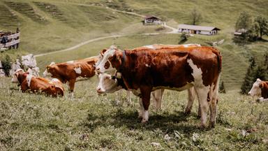Kühe auf der Alm.