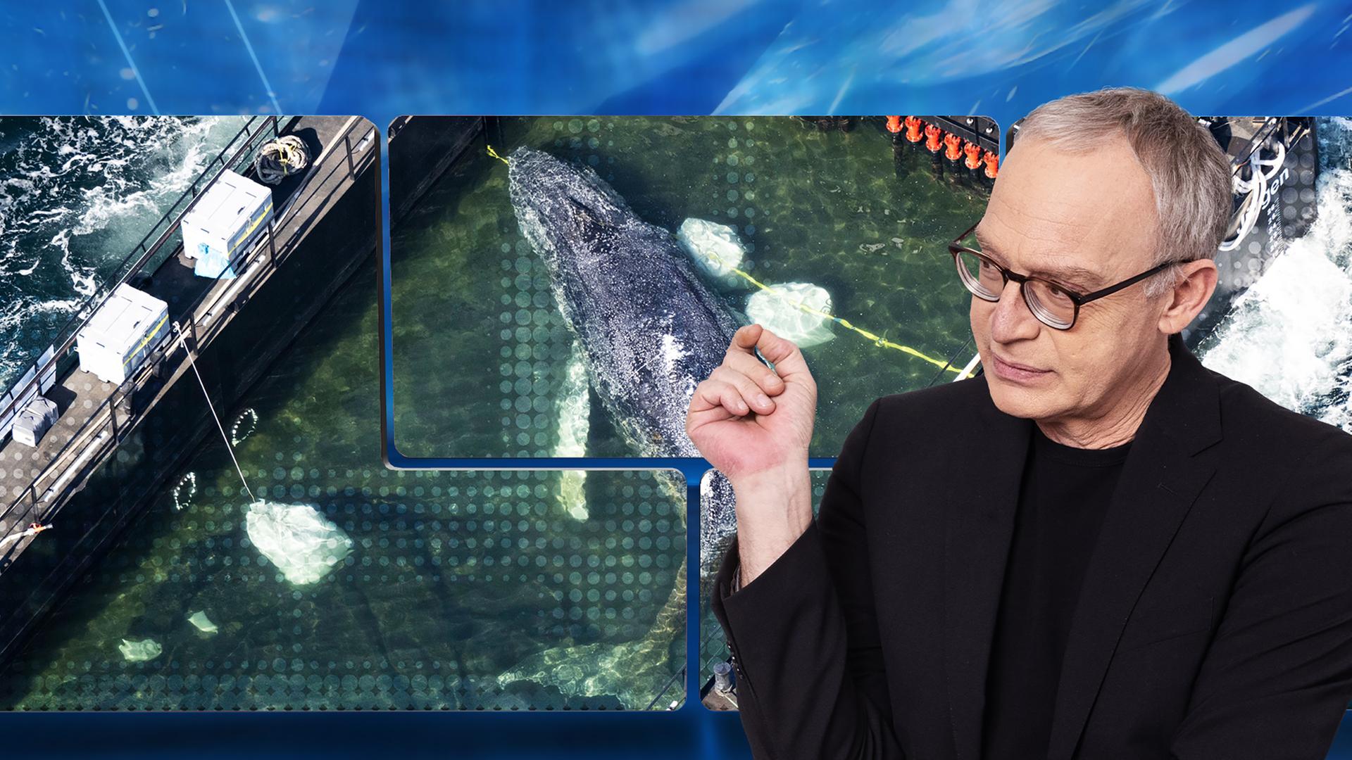 Christoph Süß vor einer Videowand, auf der der Buckelwal Timmy bei der Rettungsaktion zu sehen ist.