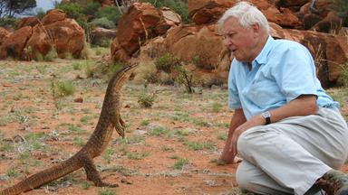 David Attenborough guckt einem Waran in die Augen