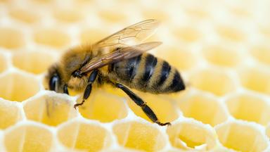 Bienen