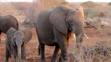 Elefanten im Kruger-Nationalpark
