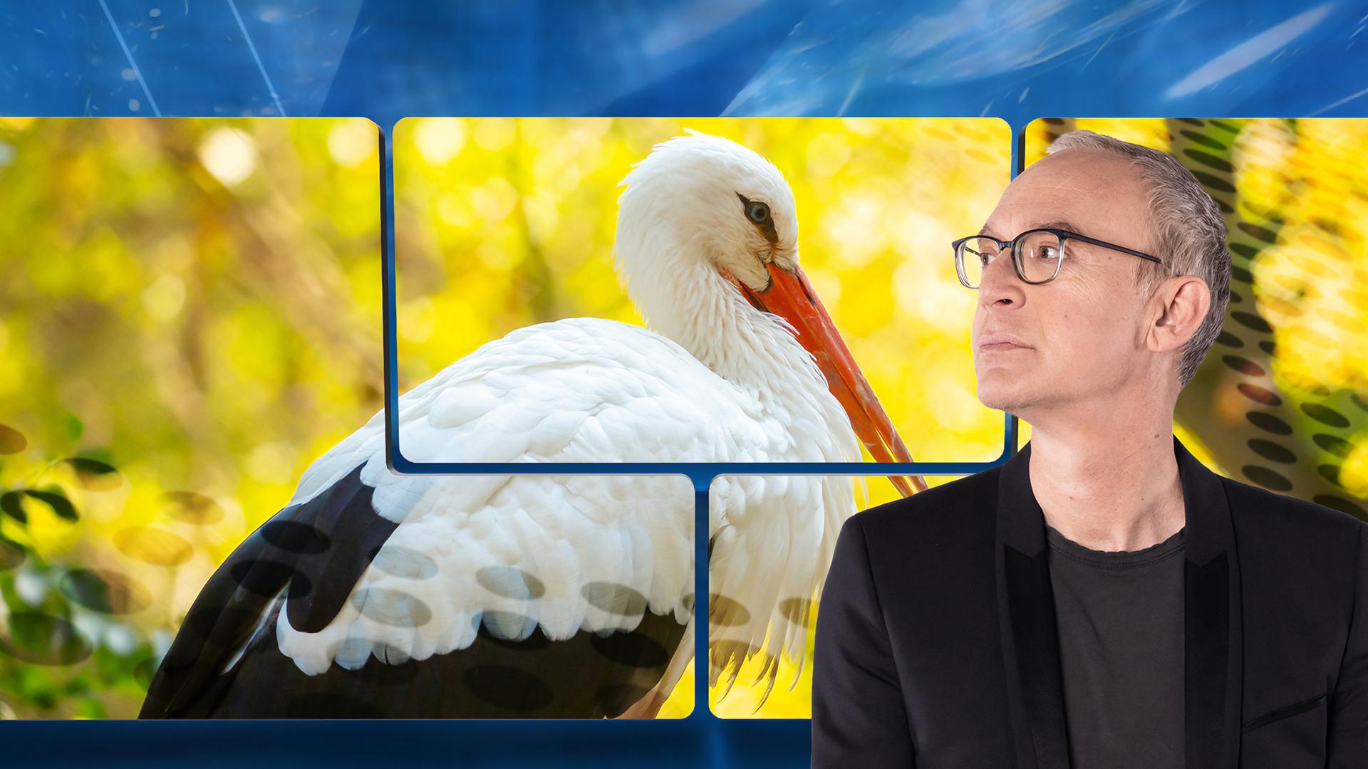 Der Moderator vor einer Videowand, auf der ein Storch zu sehen ist.