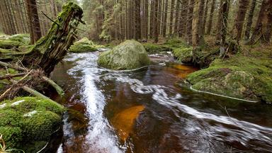 Bach/Fluss im Waldgebiet