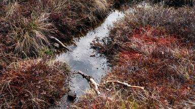Moore schützen das Klima, sind aber gefährdet. Wie können Mooere geschützt bzw. wiedervernässt werden. (Bild zeigt eine Moorlandschaft)