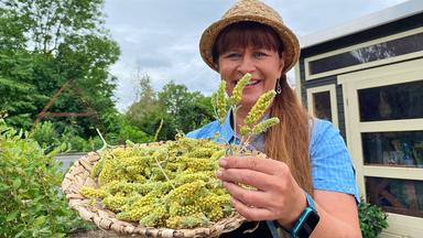 Sabrina Nitsche erntet Griechischen Bergtee im Querbeet-Garten.