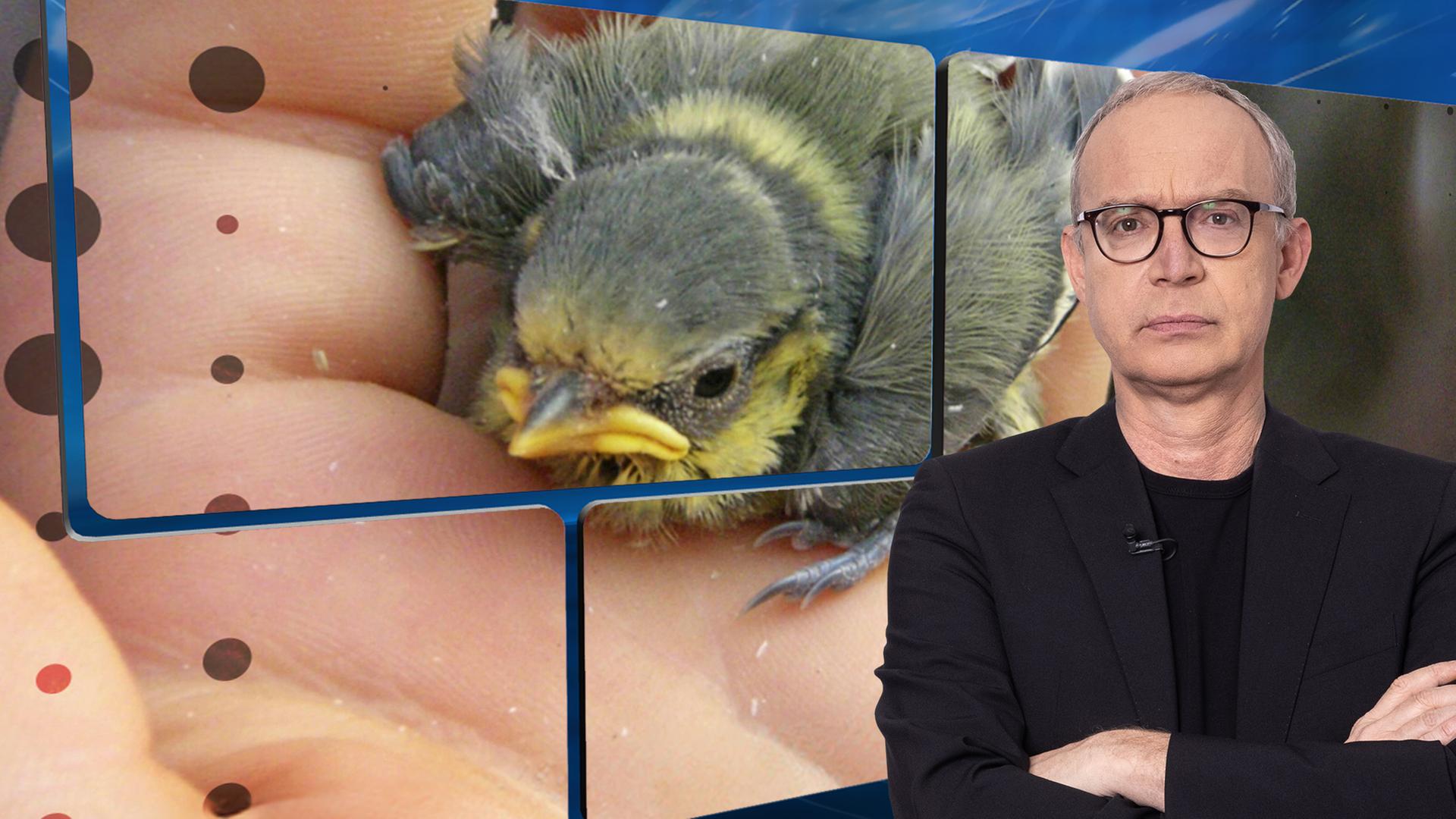 Der Moderator vor einer Videowand, auf der eine Hand zu sehen ist, die vorsichtig einen winzigen, gefiederten Jungvogel hält.