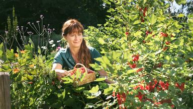 Sabrina Nitsche erntet Johannisbeeren im Querbeet-Garten