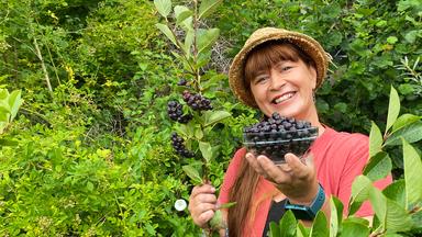 Sabrina Nitsche erntet Aroniabeeren im Querbeet-Garten