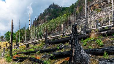 Nach dem Feuer: Nationalpark Böhmische Schweiz 2023