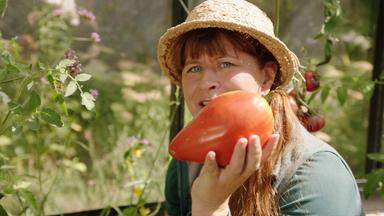 Sabrina Nitsche erntet Tomaten im Querbeet-Garten.