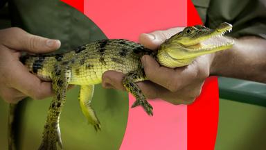 Zoos & Naturschützer starten die Artenschutz-Wende. Wie die Rettung bedrohter Tiere jetzt gelingt. (Bild: Ein Babykrokodil wird in den Händen von einem Mann gehalten, als Nahaufnahme)