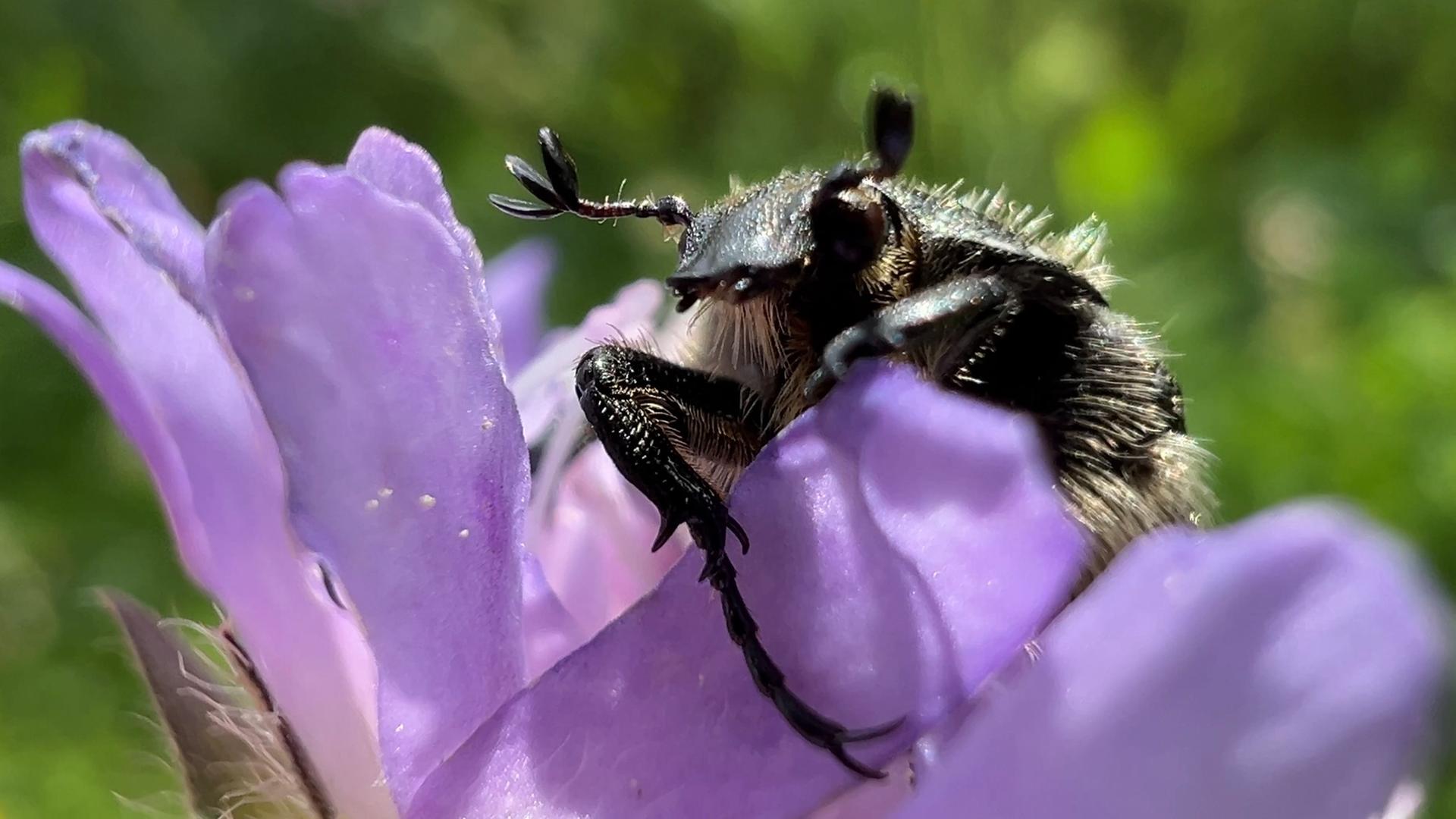 Die Zahl der Insekten (hier Trauerrosenkäfer) auf heimischen Wiesen ist stark zurückgegangen. Wir fragen: WIeviel Arten brauchen wir zum Überleben?