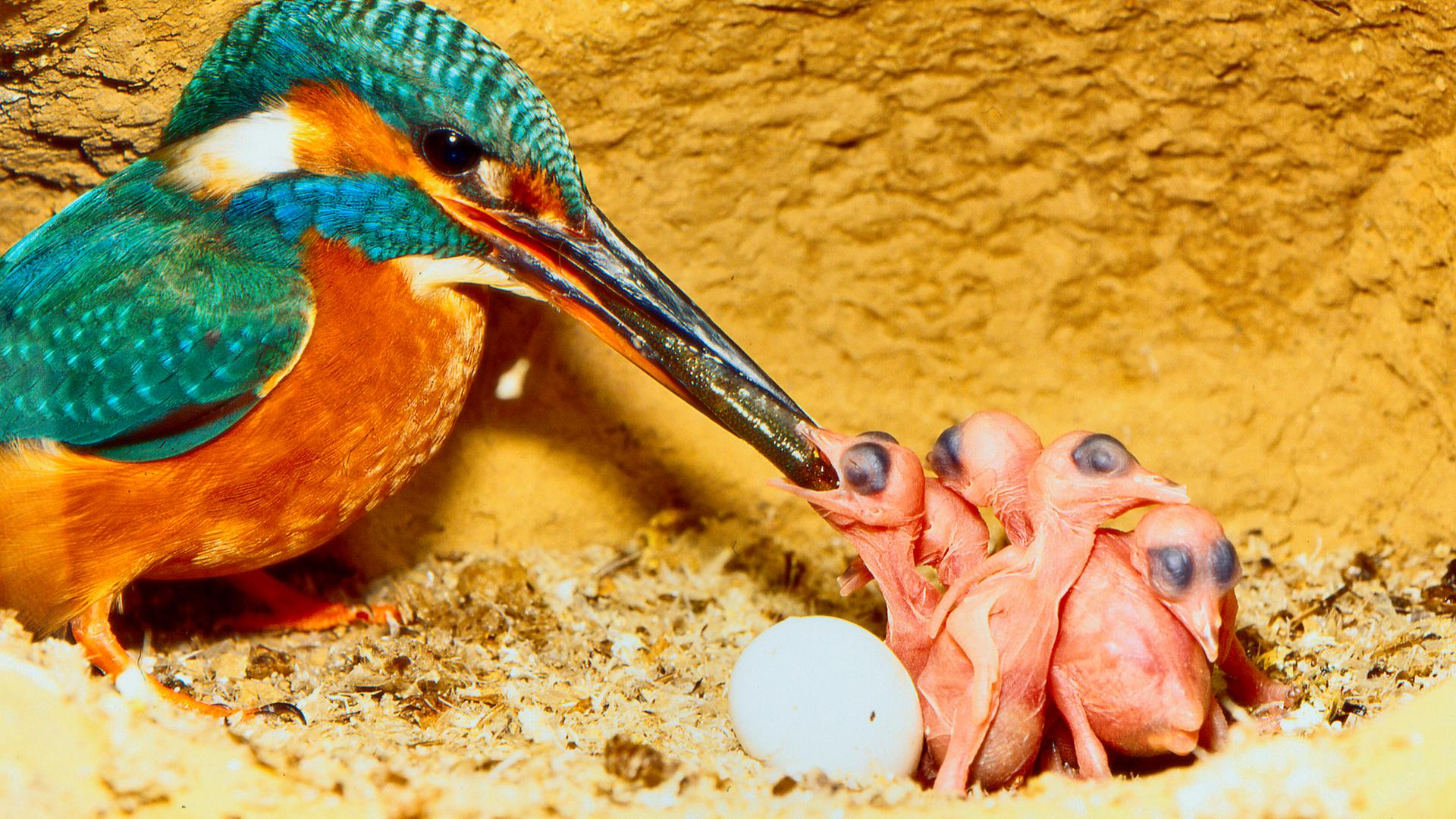 Eisvogel füttert Junge