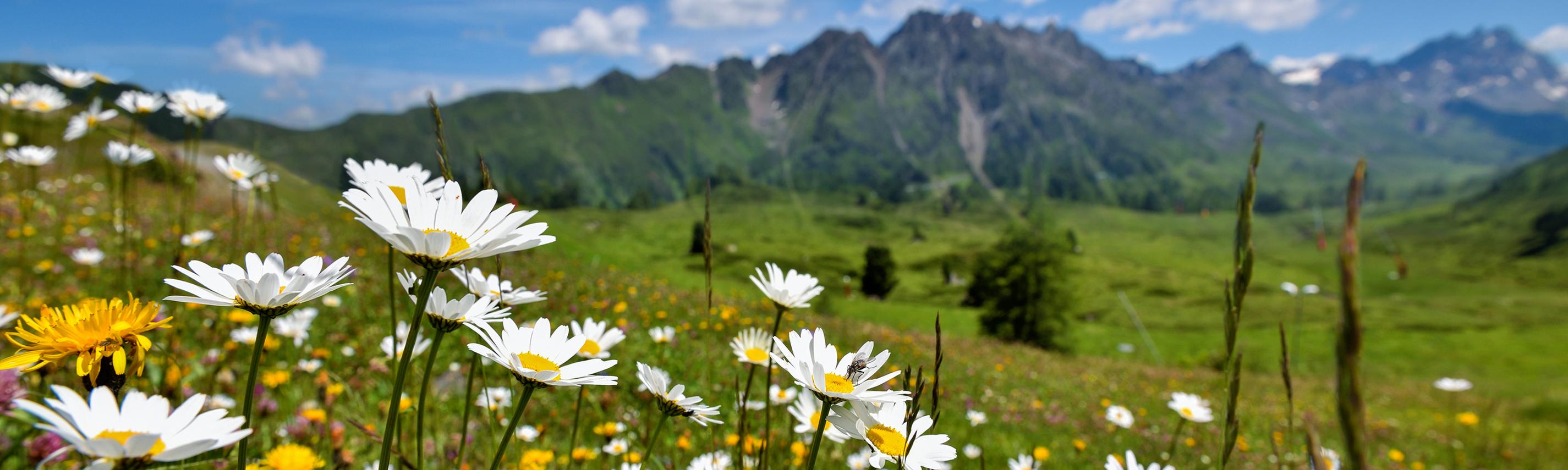 Hintergrund