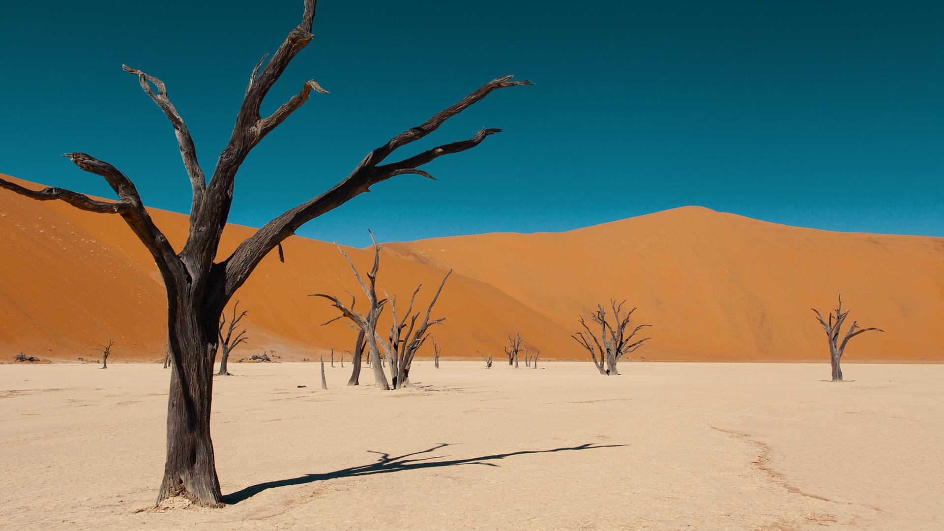 Wüstenlandschaft mit kahlen Bäumen