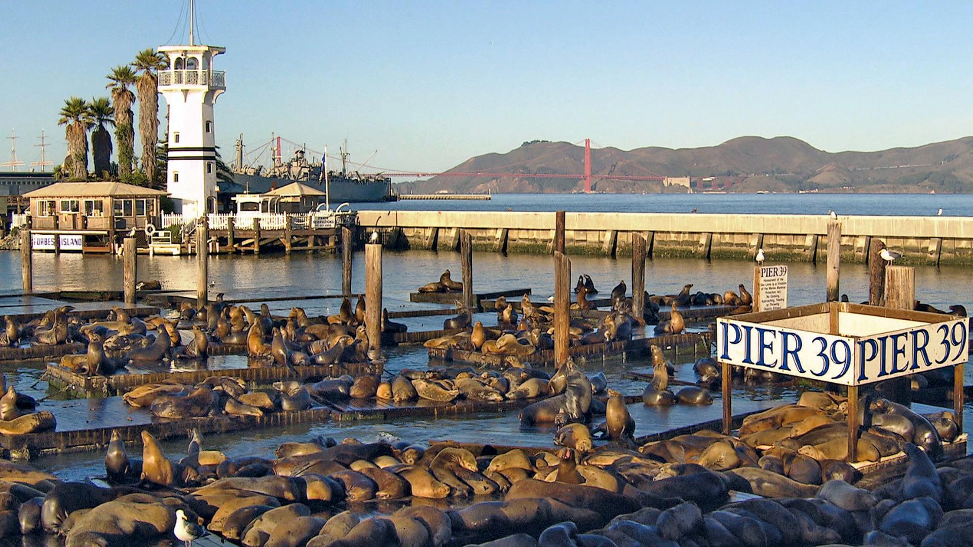 Seelöwen am Pier 39 im Hafen von San Francisco