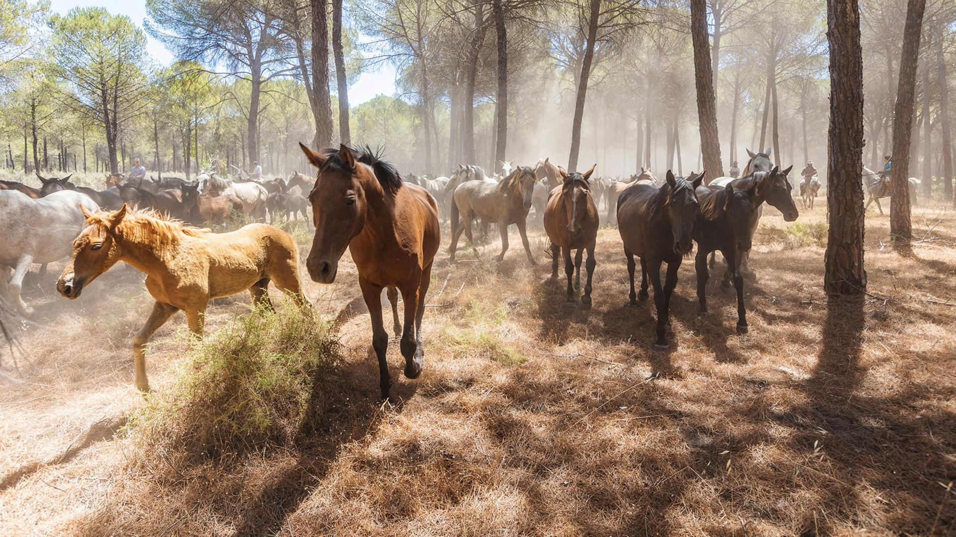 Parque Nacional de Doñana“ ist eines der vielseitigsten Feuchtgebiete Europas. Unter den vielen Tieren, die das Schutzgebiet bevölkern, leben auch die Marismeño-Pferde.