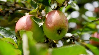 Äpfel an einem Baum