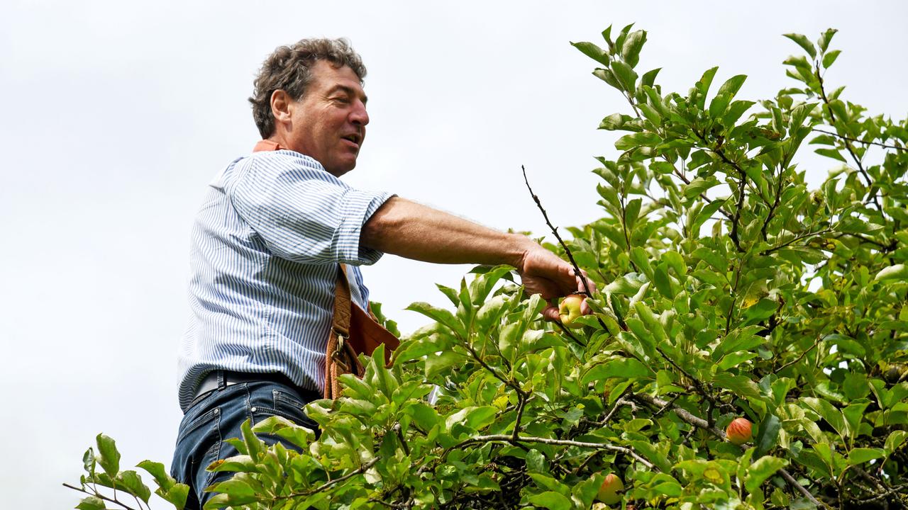 Ein Mann erntet Äpfel