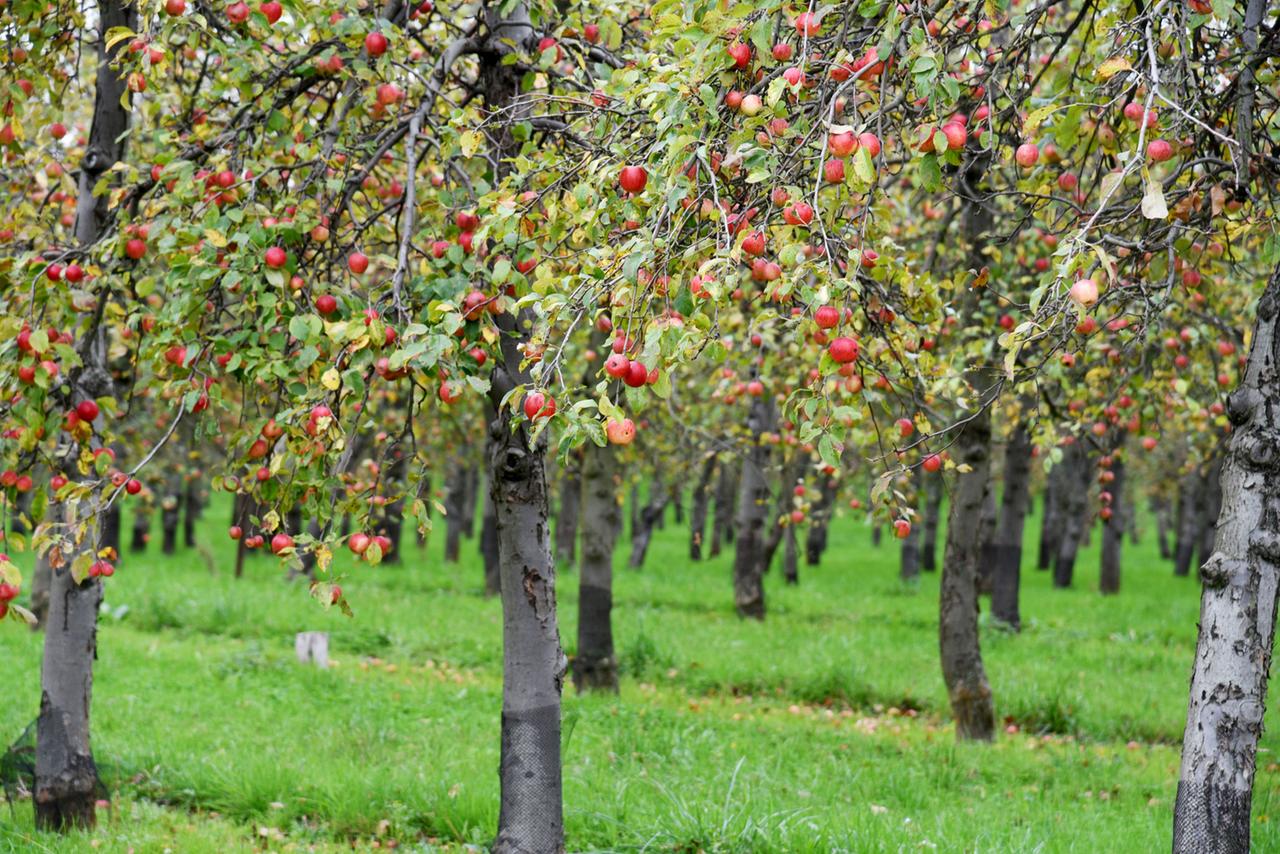 Apfelbäume mit roten Äpfeln
