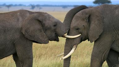 Zwei Elefanten begrüßen sich und der linke Elefant legt den Rüssel auf den Kopf des Anderen.