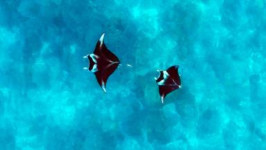 Riffmantas besiedeln gerne küstennahe Gewässer tropischer Ozeane und ernähren sich überwiegend von Plankton