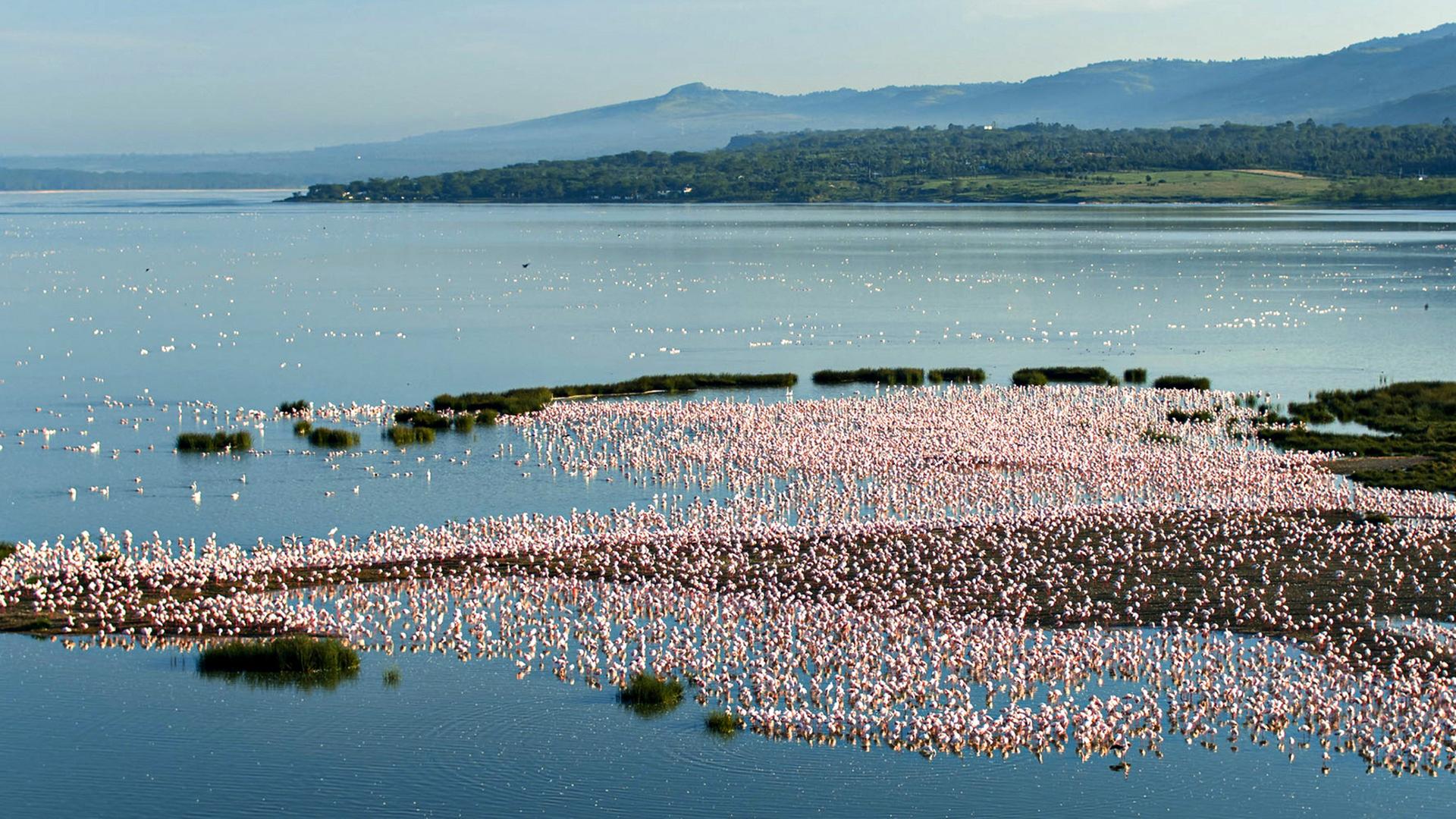 See mit zahlreichen Flamingos aus der Vogelperspektive