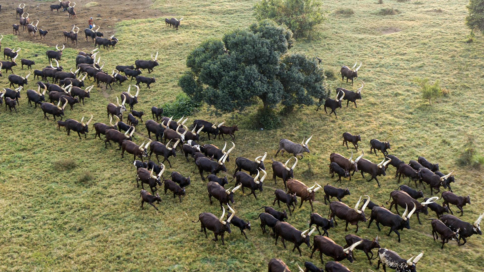 Büffelherde aus der Vogelperspektive