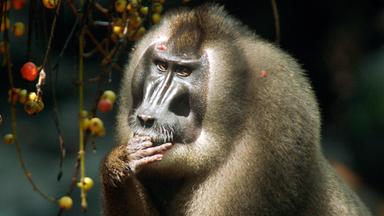 Ein Drill isst Feigen von einem Baum