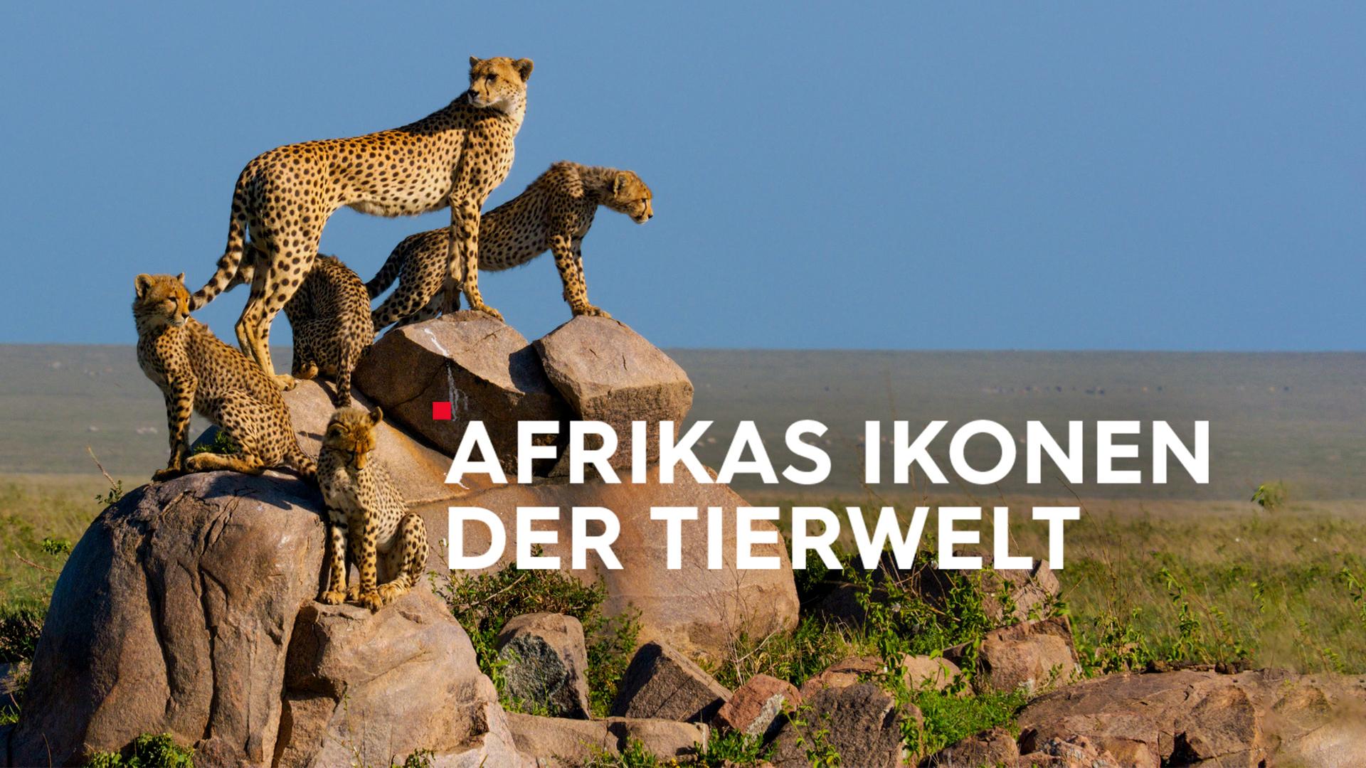 Teaser Afrikas Ikonen der Tierwelt