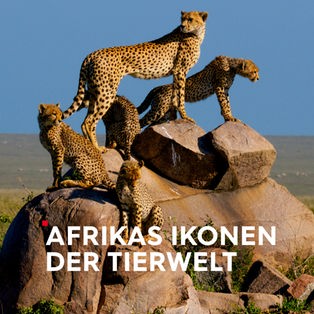 Teaser Afrikas Ikonen der Tierwelt