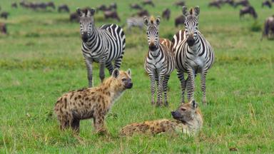 Portrait einer Hyäne