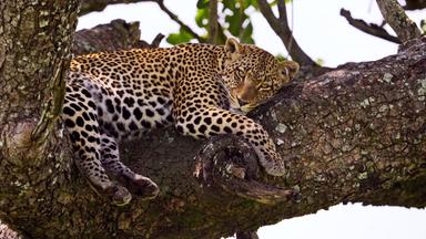 Ein Leopard ruht sich auf einem dicken Ast in einem Baum aus