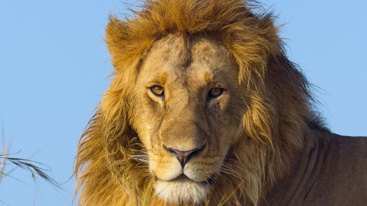 Kopf eines männlichen Löwen von vorne