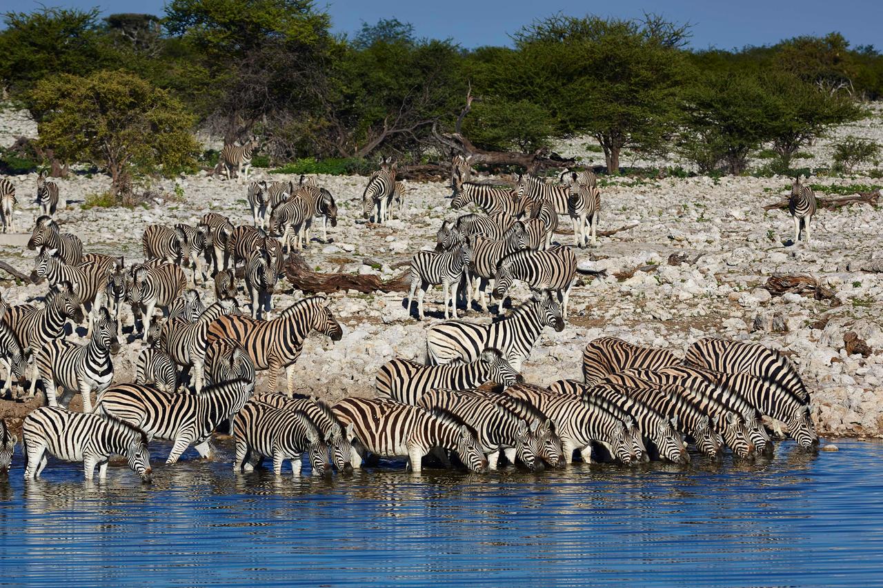 Zebras an einer Wasserstelle im  Etosha Nationalpark in Namibia.