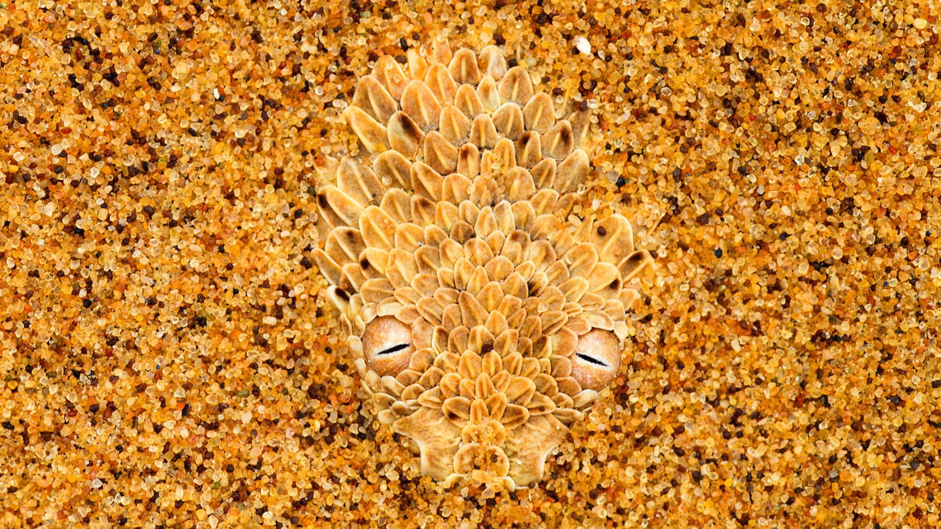 Die Zwergpuffotter beherrscht das so genannte Seitenwinden, um sich rasch überlockeren Sand zu bewegen, wodurch sie als echte Wüstenschlange erkennbar ist.