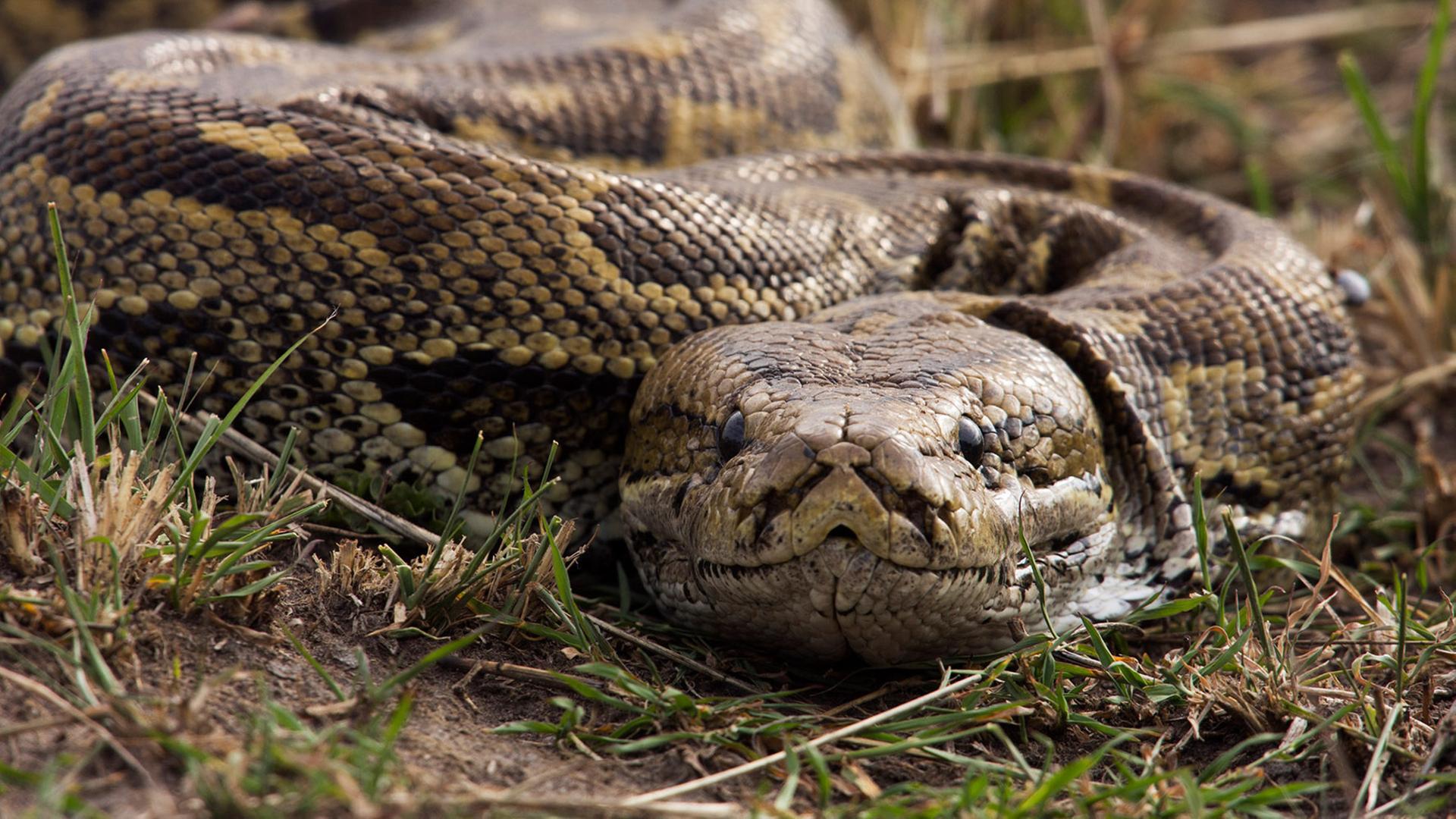 Der Nördliche Felsenpython ist vorwiegend bodenbewohnend, als guter Kletterer hälter sich aber auch regelmäßig auf Bäumen auf, um zu jagen oder Raubfeinden auszuweichen.	