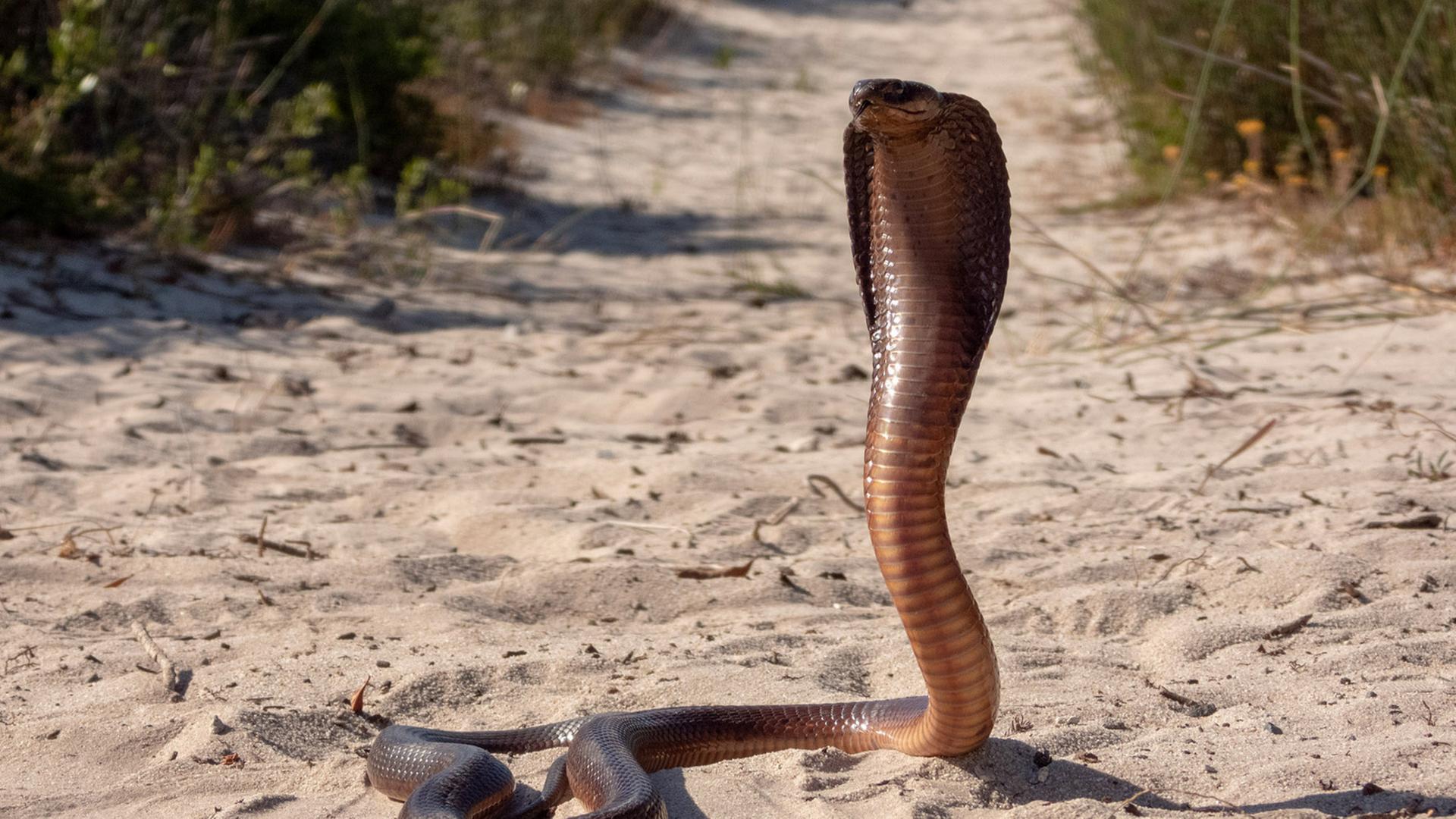 Die Kapkobra ist im Vergleich zu anderen Kobras eine kleinere Art. Trotzdem gilt sie als giftigste Kobra Afrikas.